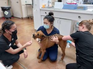 How Animal Hospitals Create Fear Free Experiences For Pets